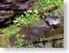 MBrocksGreenery.jpg Flora water leaves leafs Still Life Photos stones rocks