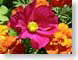 MBsummerFlowers.jpg Flora - Flower Blossoms closeup close up macro zoom photography pink orange green