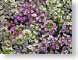 MBsweetAlyssum.jpg Flora - Flower Blossoms photography closeup close up macro zoom pink purple lavendar lavender white