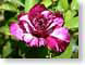 MBtigerRose.jpg Flora - Flower Blossoms purple lavendar lavender closeup close up macro zoom red photography