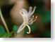 MDFhoneysuckle.jpg Flora Flora - Flower Blossoms closeup close up macro zoom photography blurry