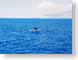 MDfluke.jpg Fauna blue pacific ocean photography whale tail fluke