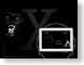 MDpanther.jpg Logos, Mac OS X Fauna mammals animals black panther mac os x 10.3