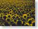 MGsolros.jpg Flora Flora - Flower Blossoms yellow