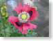 MJpapaver.jpg Flora Flora - Flower Blossoms pink