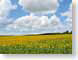 MKsunflowerField.jpg Flora - Flower Blossoms clouds yellow Landscapes - Nature blue photography