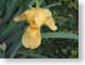 MRFirisOfSpring.jpg Flora Flora - Flower Blossoms green orange photography