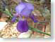 MRFlily.jpg Flora Flora - Flower Blossoms purple lavendar lavender