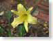 MRFspringBloom.jpg Flora Flora - Flower Blossoms yellow closeup close up macro zoom photography