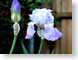 MRFwhatIsWillBe.jpg Flora Flora - Flower Blossoms purple lavendar lavender closeup close up macro zoom photography