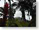 MTGmaui.jpg Flora - Flower Blossoms trees forest woods woodlands mountains Landscapes - Nature hawai'i hawaiian islands