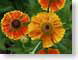 MWorange.jpg Flora Flora - Flower Blossoms green