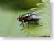 MvLfly.jpg Fauna insects bugs green closeup close up macro zoom photography