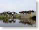MvLmoo.jpg Fauna water bridge netherlands photography cows bovine mammals animals