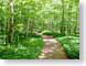 NBforest.jpg trees forest woods woodlands Landscapes - Nature green