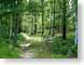 NT01summerWood.jpg trees forest woods woodlands Landscapes - Nature green path walkway photography