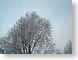 NT02frostyTrees.jpg Flora ice winter photography tree tops