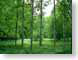 NT02summerWood.jpg trees forest woods woodlands Landscapes - Nature green turkey turkish photography