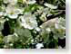 NT04appleFlowers.jpg Flora white Flora - Flower Blossoms green closeup close up macro zoom photography