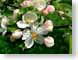 NT07appleFlowers.jpg Flora Flora - Flower Blossoms green closeup close up macro zoom photography