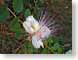 NTcapersFlower.jpg Flora Flora - Flower Blossoms photography