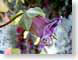 NTcobea.jpg Flora Flora - Flower Blossoms purple lavendar lavender closeup close up macro zoom photography