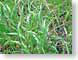 NTgreenGrass.jpg Flora closeup close up macro zoom photography