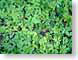 NTgreenLeaves.jpg Flora closeup close up macro zoom photography