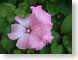 NTmalva.jpg Flora Flora - Flower Blossoms green pink photography