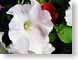 NTpetunia.jpg Flora Flora - Flower Blossoms photography