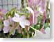 NTpinkTobacco.jpg Flora Flora - Flower Blossoms photography