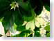 NTschefflera.jpg Flora leaves leafs green closeup close up macro zoom