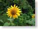 NTsolros.jpg Flora insects bugs Flora - Flower Blossoms yellow green