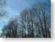 NTspringTrees.jpg Flora trees forest woods woodlands blue turkey turkish photography