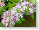 NTverbena.jpg Flora white Flora - Flower Blossoms green pink photography