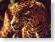 OJM04jaguar.jpg Logos, Mac OS X Fauna mammals animals jaguar mac os x 10.2