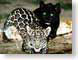 OJM05jaguar.jpg Fauna mammals animals eyes eyeballs black jaguar mac os x 10.2 spotted