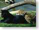 OJM06jaguar.jpg Fauna mammals animals grass black jaguar mac os x 10.2 spotted