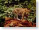 OJM09jaguar.jpg Fauna mammals animals jaguar mac os x 10.2 spotted