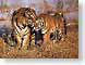 OOtigers.jpg Fauna mammals animals grasslands savannah