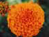 Orange.jpg Flora Flora - Flower Blossoms