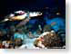 PA28underTheSea.jpg Landscapes - Water fish sealife animals ocean water turtles sealife animals aquarium Under Water