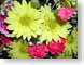 PIdaisiesCarnies.jpg Flora Flora - Flower Blossoms yellow pink red