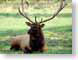 PIelk.jpg Fauna mammals animals wildlife photography
