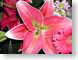 PIpinkLily.jpg Flora Flora - Flower Blossoms