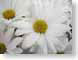 PIwhiteDaisy.jpg Flora Flora - Flower Blossoms yellow