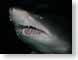 PJshark.jpg Fauna sharks sealife animals Under Water photography