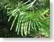 PKwollemiPine.jpg Flora leaves leafs green photography