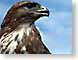 PMScommonBuzzard.jpg Fauna birds avian animals