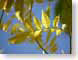 PSleaves.jpg Flora leaves leafs green closeup close up macro zoom photography